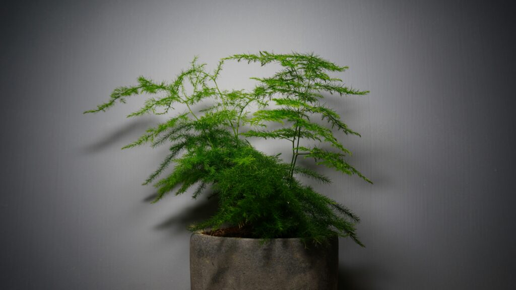 Spargelfarn (Asparagus densiflorus) mit feinen, farnartigen Trieben in einem grauen Topf