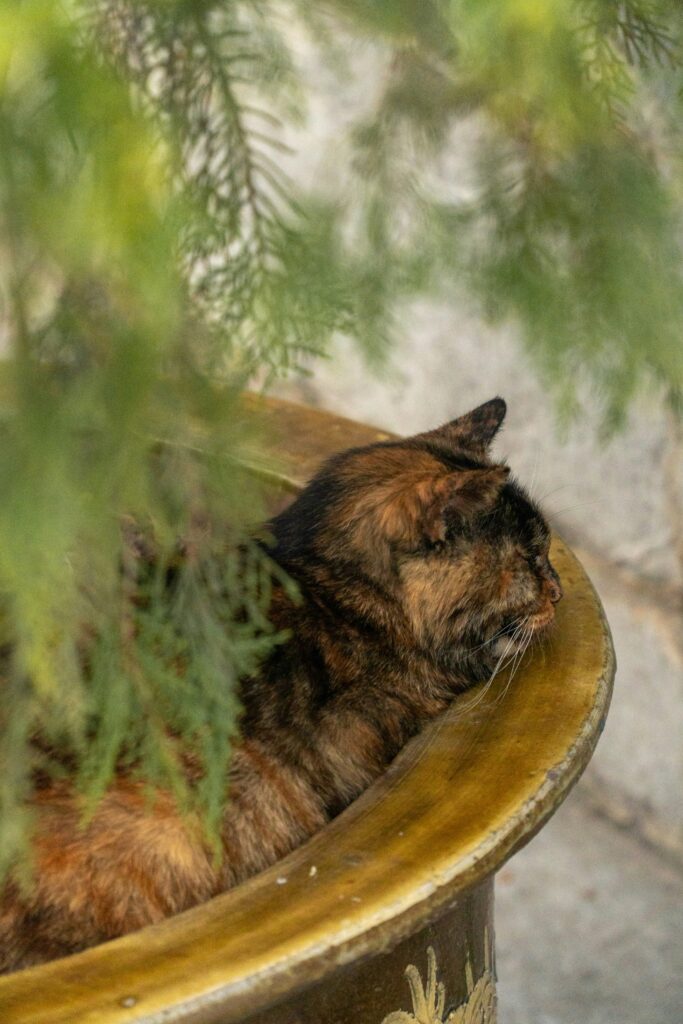 Katze liegt entspannt neben den überhängenden Trieben eines Spargelfarns