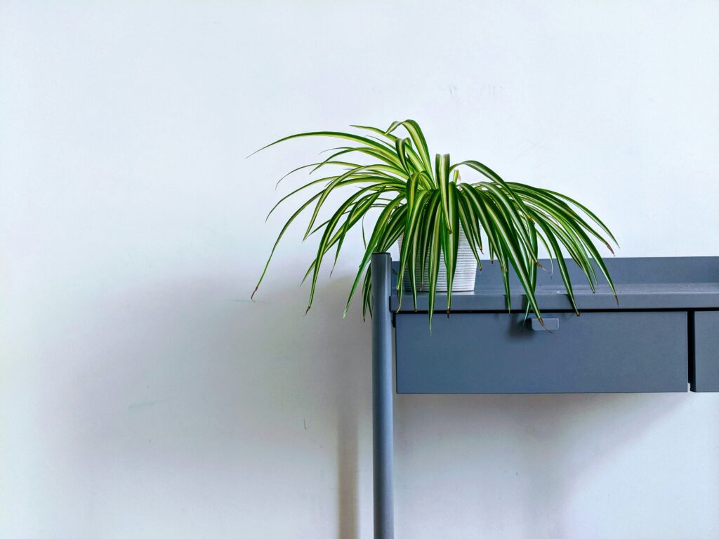 Grünlilie (Chlorophytum comosum) mit überhängenden grün-weiß gestreiften Blättern in einem grauen Topf