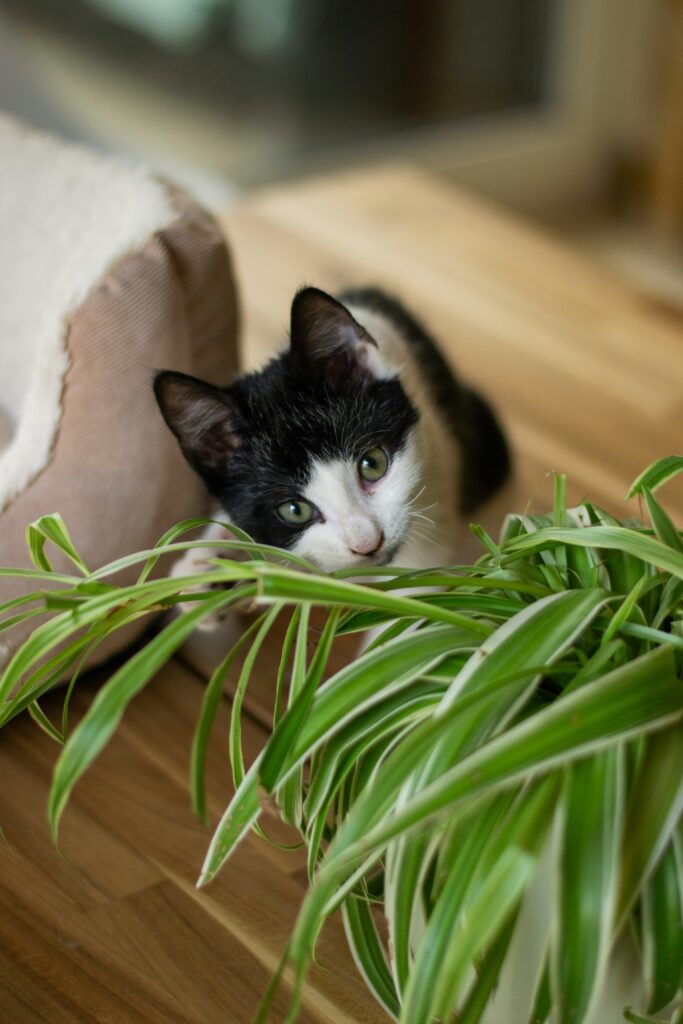 Schwarz-weißes Kitten schaut neugierig durch die Blätter einer Grünlilie