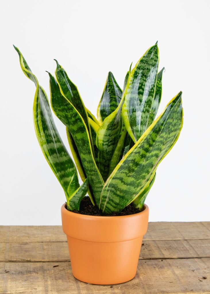 Bogenhanf (Sansevieria trifasciata) mit aufrechten, spitz zulaufenden Blättern in einem Terrakotta-Topf