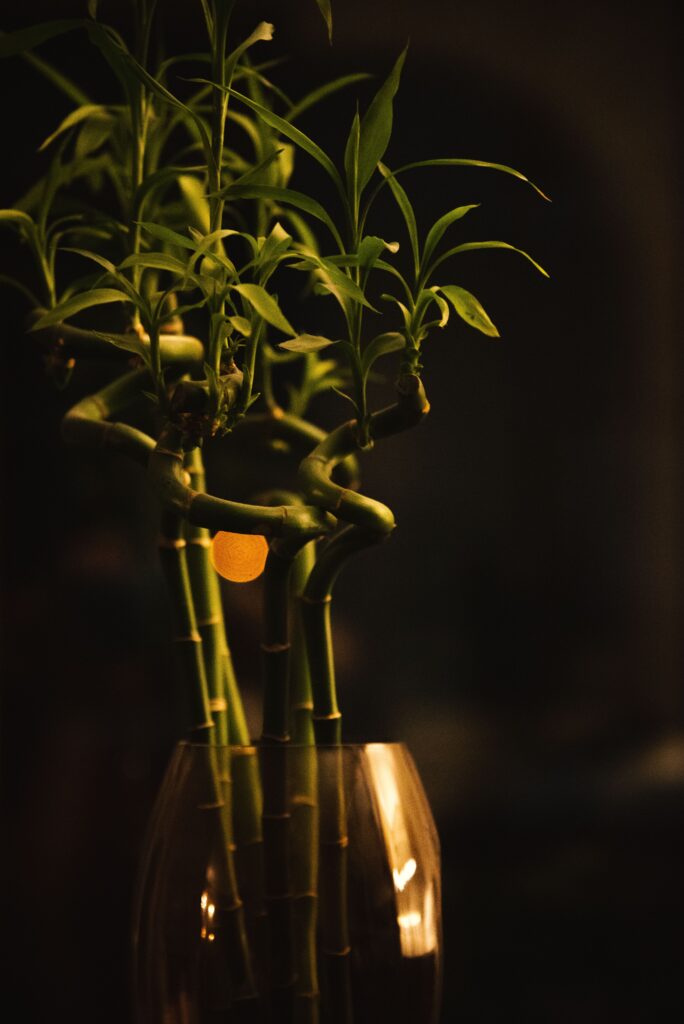 Glücksbambus (Dracaena sanderiana) mit verschlungenen Stielen in einer Vase, stimmungsvoll beleuchtet