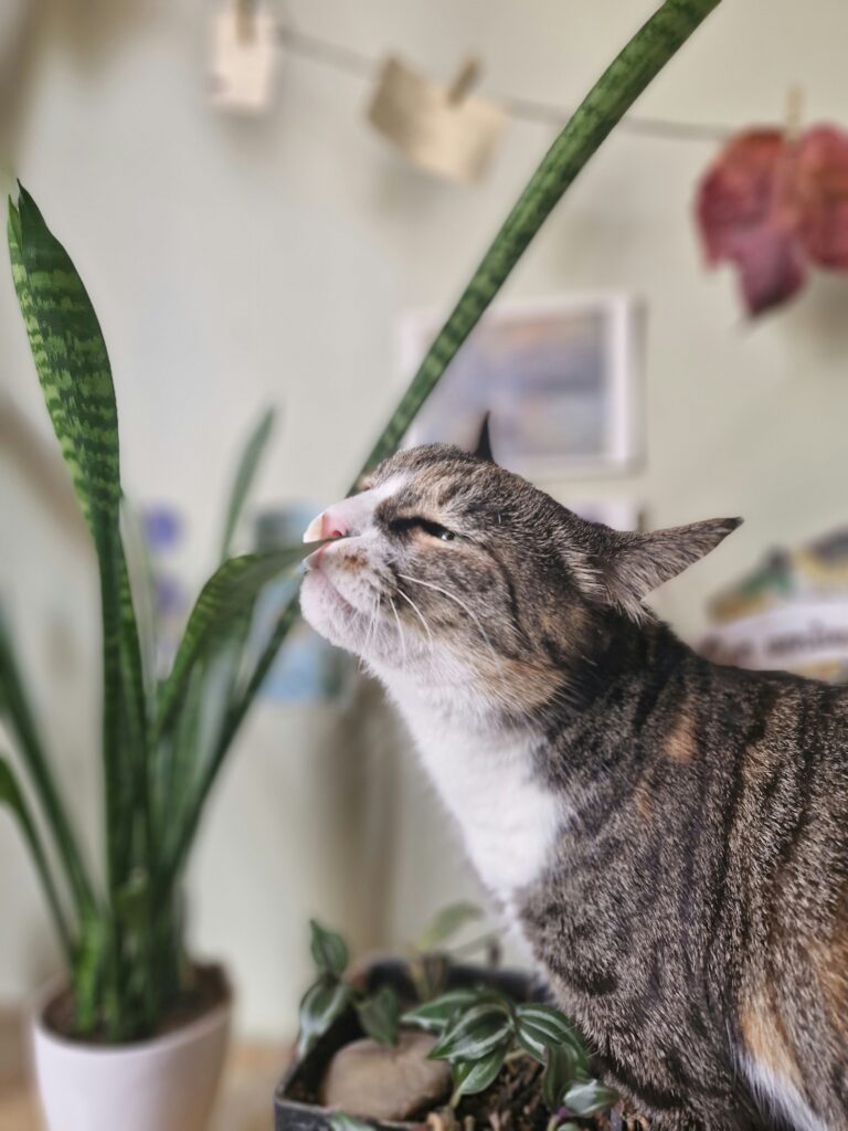 Getigerte Katze schnuppert und knabbert neugierig an einem Bogenhanf-Blatt